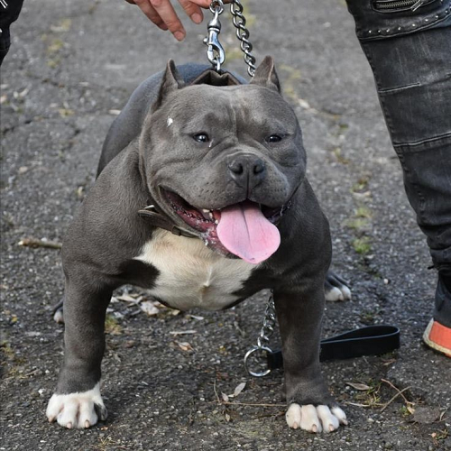 Chó American Bully cơ bắp, lưỡi thè, dáng ngồi vững vàng, biểu tượng cá tính người nuôi