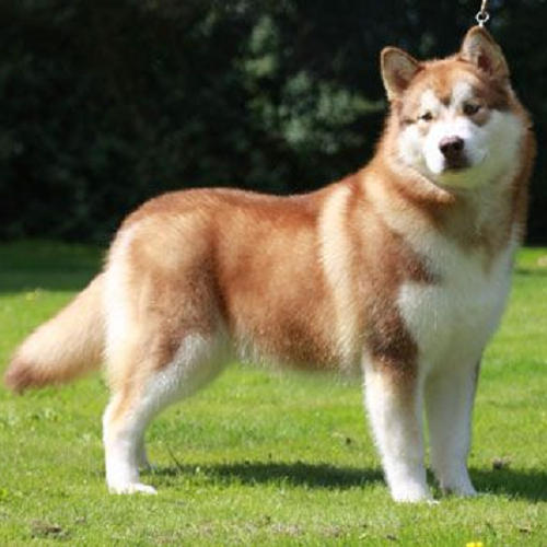Chó Alaska Malamute màu sable (nâu vàng nhạt pha đen) với bộ lông dày và bóng mượt.