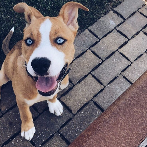 Chó Husky lai Pitbull mắt xanh, lưỡi thè, ngồi trên nền gạch