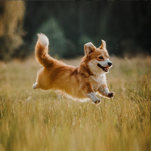Chó Corgi trưởng thành chạy nhảy trên đồng cỏ, thân thiện, năng động, vui vẻ và trung thành.