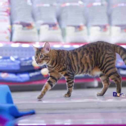 Mèo Toyger với bộ lông vằn hổ độc đáo đang đi trong cửa hàng.