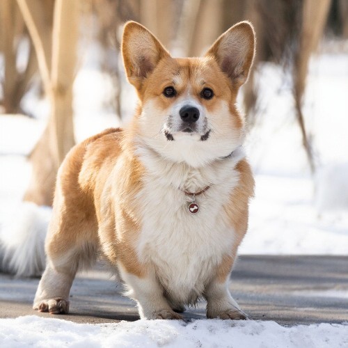 Chó Corgi trưởng thành đứng trên tuyết, tai dựng và lông mượt.