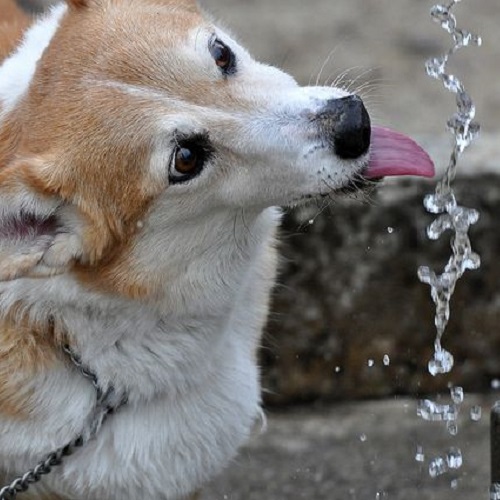 Chó Corgi đang uống nước từ vòi, giữ vệ sinh sạch sẽ