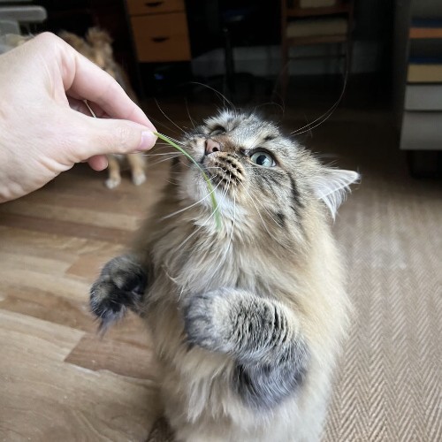 Mèo Siberian lông dài đang đứng bằng hai chân, tò mò ngửi lá cây trong tay chủ nhân.