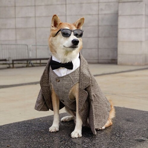 Chó Shiba mặc vest và đeo kính râm cực ngầu.