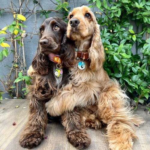 Hai chú chó Cocker Spaniel đang ngồi cạnh nhau, một nâu một vàng, bộ lông mượt mà, duyên dáng.