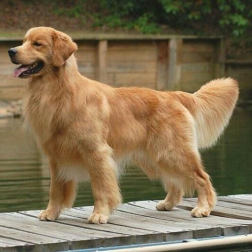 Chó Golden Retriever trưởng thành đứng bên hồ, dáng oai vệ và lông óng mượt