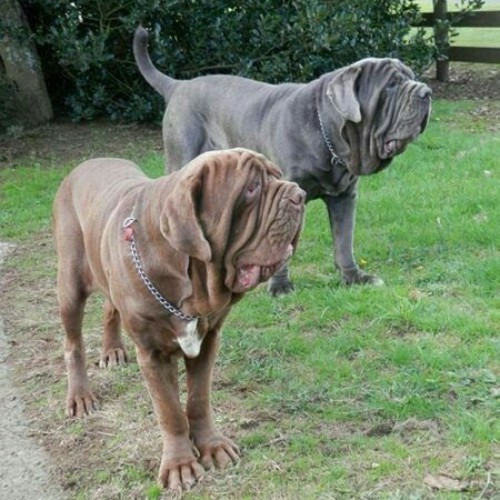 Hai chú chó Neapolitan Mastiff, một màu nâu và một màu xám, đứng trên cỏ xanh.