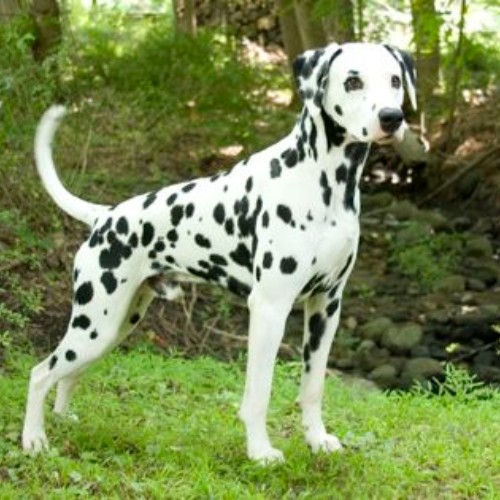 Chó Dalmatian đứng trong khu rừng xanh, nổi bật với bộ lông trắng đốm đen.