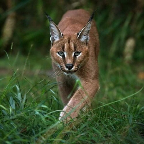 Linh miêu tai đen Caracal bước đi trong môi trường hoang dã.