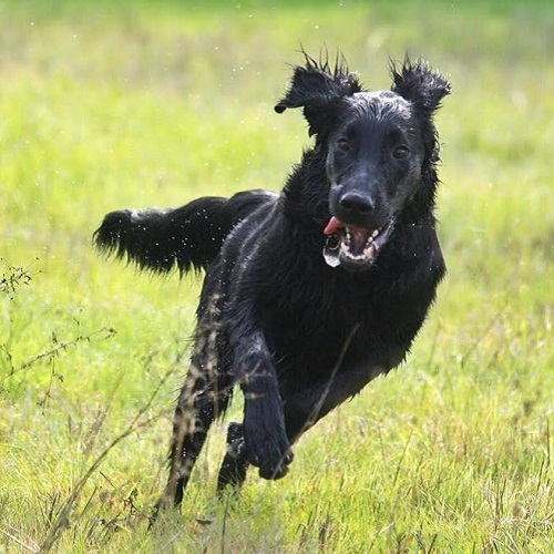 Chó Black Golden Retriever đang chạy tung tăng trên đồng cỏ, dáng vui tươi và lanh lợi
