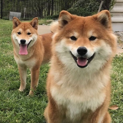 Shiba Inu lông dài và lông ngắn trong khung cảnh ngoài trời.