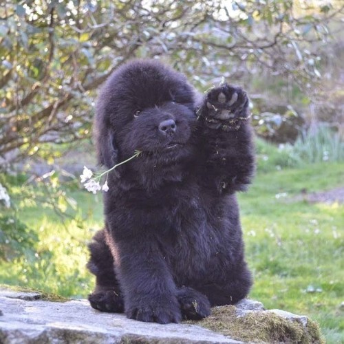 Chó Newfoundland con màu đen đang vẫy chân, ngậm một bông hoa trắng.