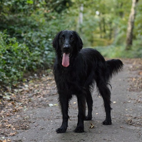 Chó Black Golden Retriever dáng cao gọn, lông đen, đứng trên đường rừng