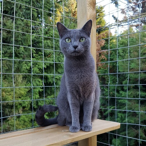 Mèo Russian Blue với bộ lông xám mượt, mắt xanh biếc, ngồi trên sàn gỗ ngoài trời, nền cây xanh.