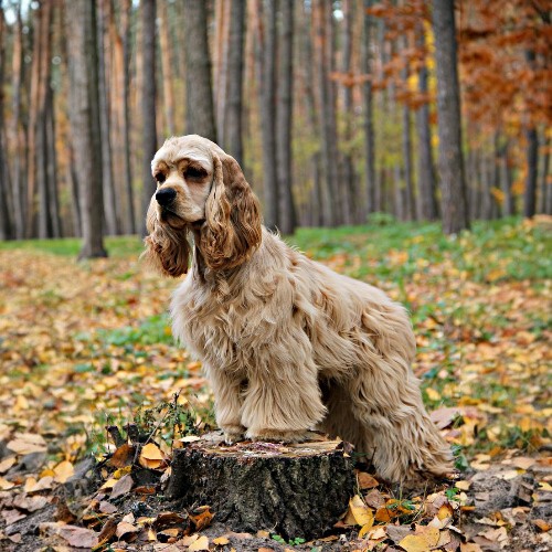 Chó Cocker Spaniel lông vàng óng, đứng trên gốc cây trong rừng mùa thu lá vàng rơi.