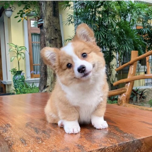 Chú chó Corgi đáng yêu nghiêng đầu với biểu cảm ngộ nghĩnh.