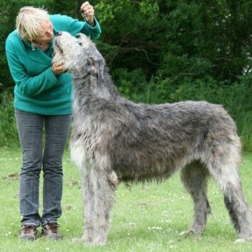 Một chú chó Irish Wolfhound cao lớn đang được chủ nhân vuốt ve.