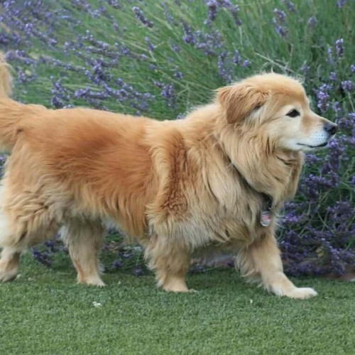 Chú chó Corgi lai Golden chân ngắn, lông vàng mượt, đứng giữa vườn hoa oải hương.