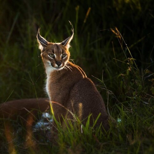 Mèo Caracal ngồi trong ánh sáng hoàng hôn, đôi tai đen dựng đứng, quan sát môi trường xung quanh.