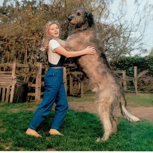 Chó Irish Wolfhound đứng bằng hai chân, ôm chủ nhân trong sân vườn.