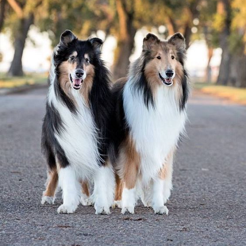 Hai chú chó Mini Collie lông dài màu đen trắng và nâu trắng