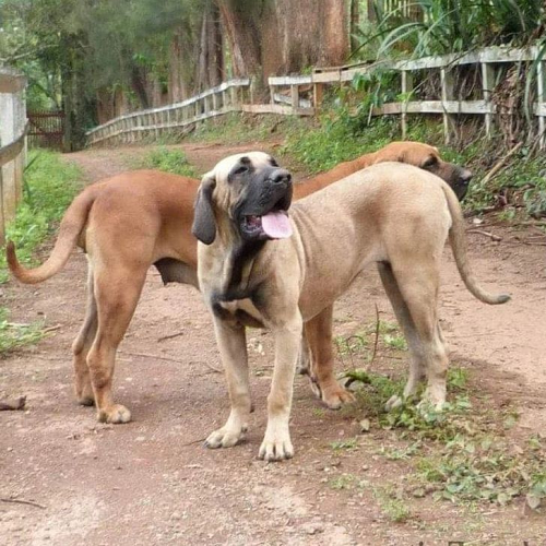 Chó Fila Brasileiro – giống chó Brazil to lớn và nổi tiếng hung dữ.