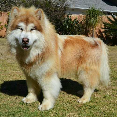 Alaska Malamute màu sable với bộ lông bồng bềnh và đuôi cuộn gọn trên lưng.