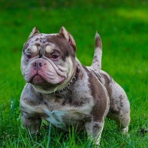 American Bully cơ bắp, lông loang màu độc đáo, thân hình vạm vỡ và ngực nở