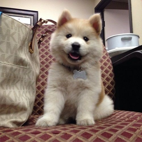 Chó Husky lai Chow Chow lông vàng trắng, mặt tròn, ngồi trên ghế