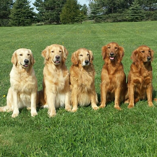 Năm chú chó Golden Retriever với các sắc độ lông từ vàng nhạt đến vàng đậm ngồi trên bãi cỏ