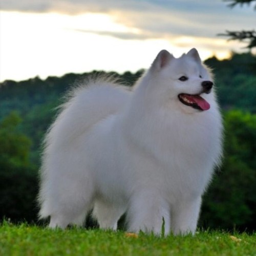Chó Eskimo Mỹ với bộ lông trắng muốt, đứng trên cỏ xanh trong ánh sáng nhẹ.