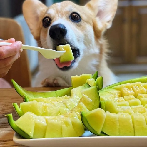 Chó Corgi ăn dưa lưới giàu vitamin và chất xơ