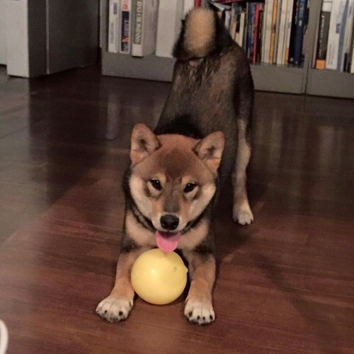 Chó Shiba Inu vàng pha đen chơi đùa với bóng.
