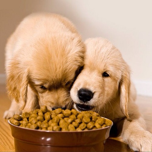 Chó con Labrador ăn thức ăn hạt khô