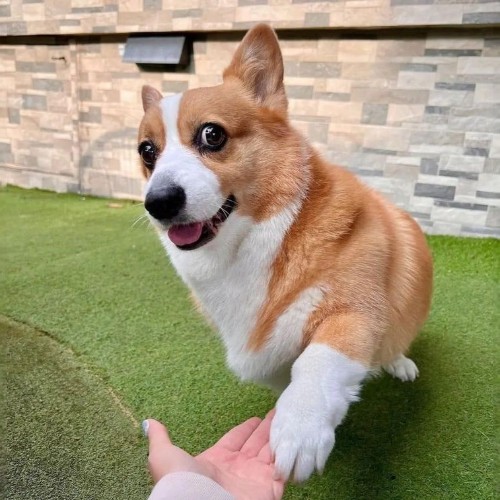 Chó Corgi đưa chân bắt tay chủ nhân, biểu cảm vui vẻ.