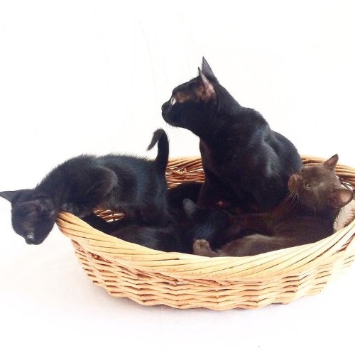 Một nhóm mèo Bombay với lông đen tuyền, nằm và chơi đùa trong giỏ mây.