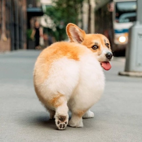 Chó Corgi lông vàng trắng với chiếc mông trái tim to tròn, đang nhìn lại đầy biểu cảm