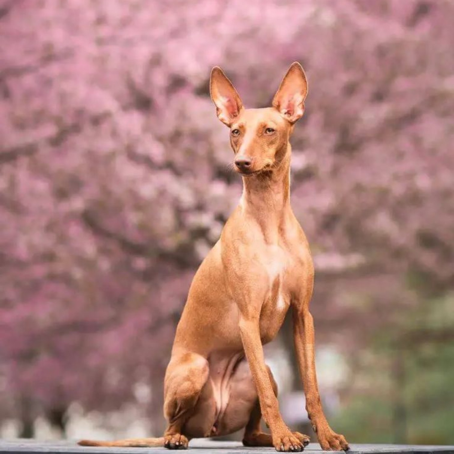 Hai chú chó Pharaoh Hound với dáng thanh mảnh, bộ lông bóng mịn, và đôi tai lớn dựng đứng.