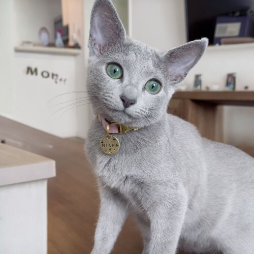 Mèo Russian Blue với lông xám mượt, mắt xanh biếc, đeo vòng cổ đáng yêu trong không gian hiện đại.