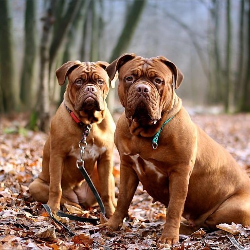 Hai chú chó Ngao Pháp Dogue de Bordeaux ngồi trên lá khô, biểu cảm nghiêm nghị.