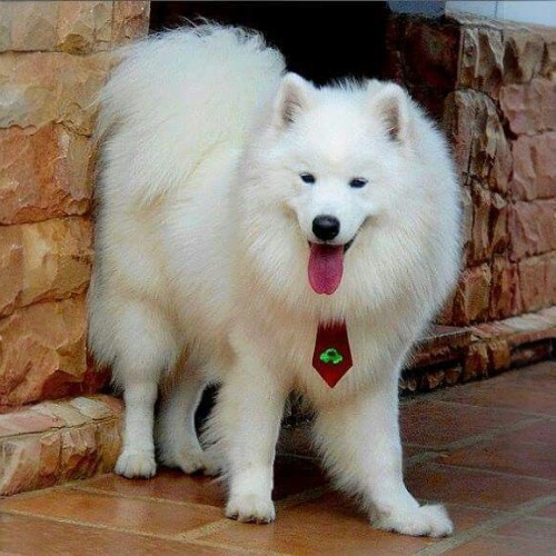 Chó American Eskimo lông trắng tinh, đeo cà vạt đỏ, đứng trước cửa nhà.