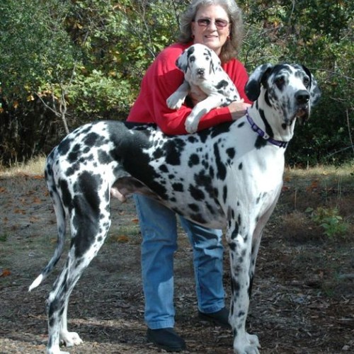 Chó Dalmatian khổng lồ đứng cạnh người chủ và chó con trên thảm cỏ.