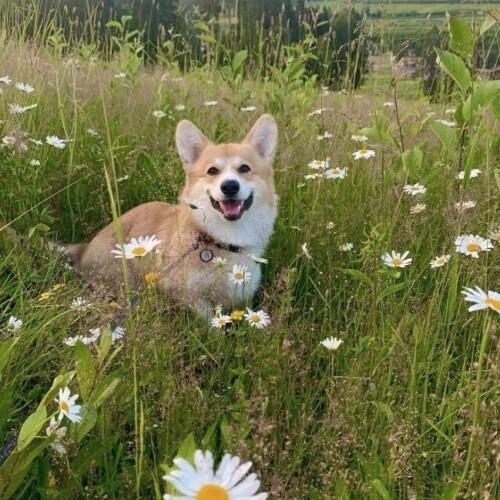 Chó Corgi vui đùa giữa cánh đồng hoa cúc trắng.