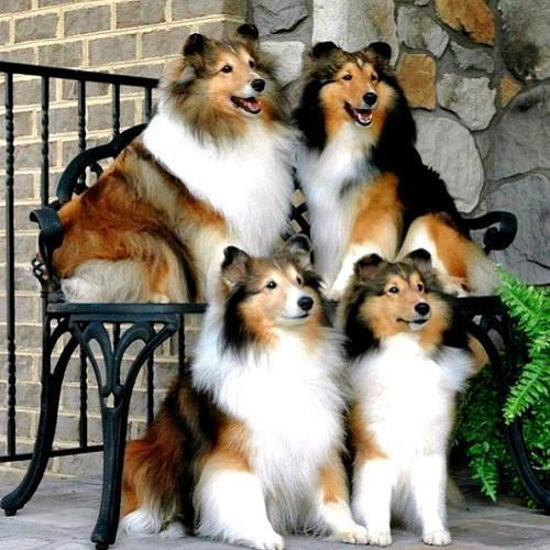 Bốn chú chó Mini Collie lông dài màu nâu trắng ngồi trên ghế