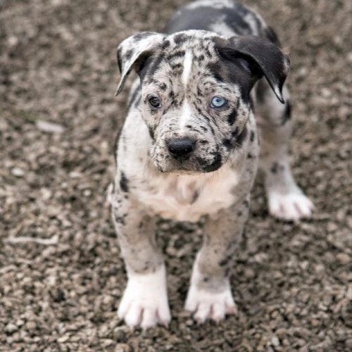 Bully con merle mắt xanh, đầu to trán rộng, mõm ngắn đặc trưng