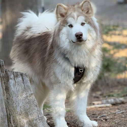 Alaska Malamute màu sable đứng giữa thiên nhiên, tỏ ra điềm tĩnh và mạnh mẽ.