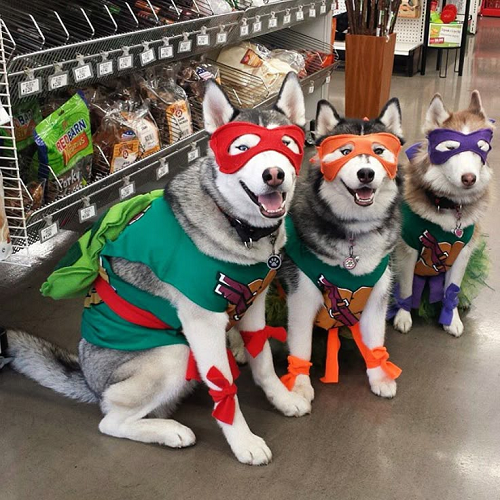 Ba chó Husky mặc đồ Ninja Rùa với mặt nạ và áo xanh