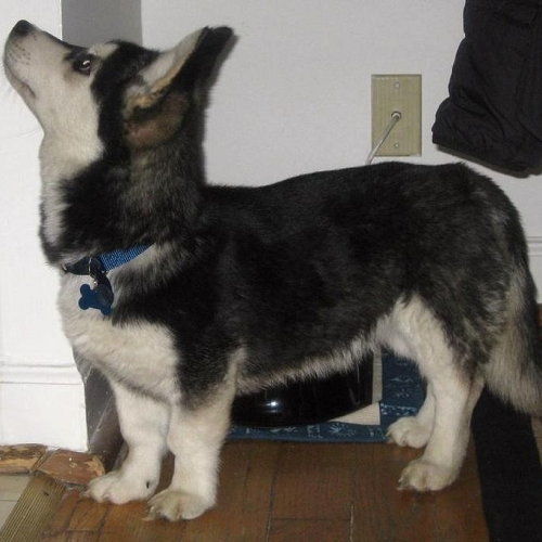 Chó Husky lai Corgi chân ngắn, lông đen trắng, tai dựng, đứng trong nhà