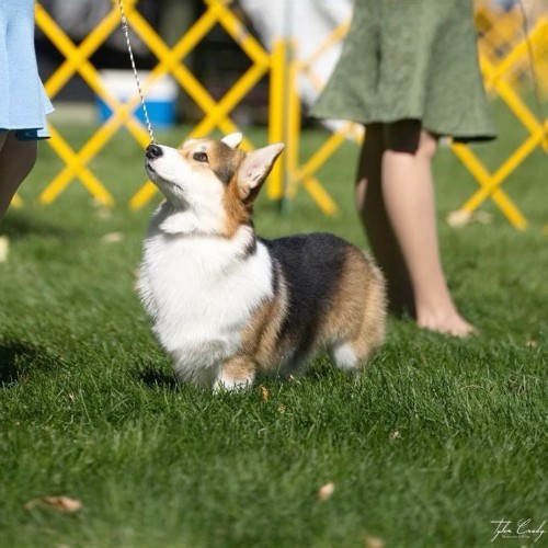 Chó Corgi 6 tháng tuổi đứng nghiêm trong sân cỏ, phát triển thể chất và trí não hoàn thiện.
